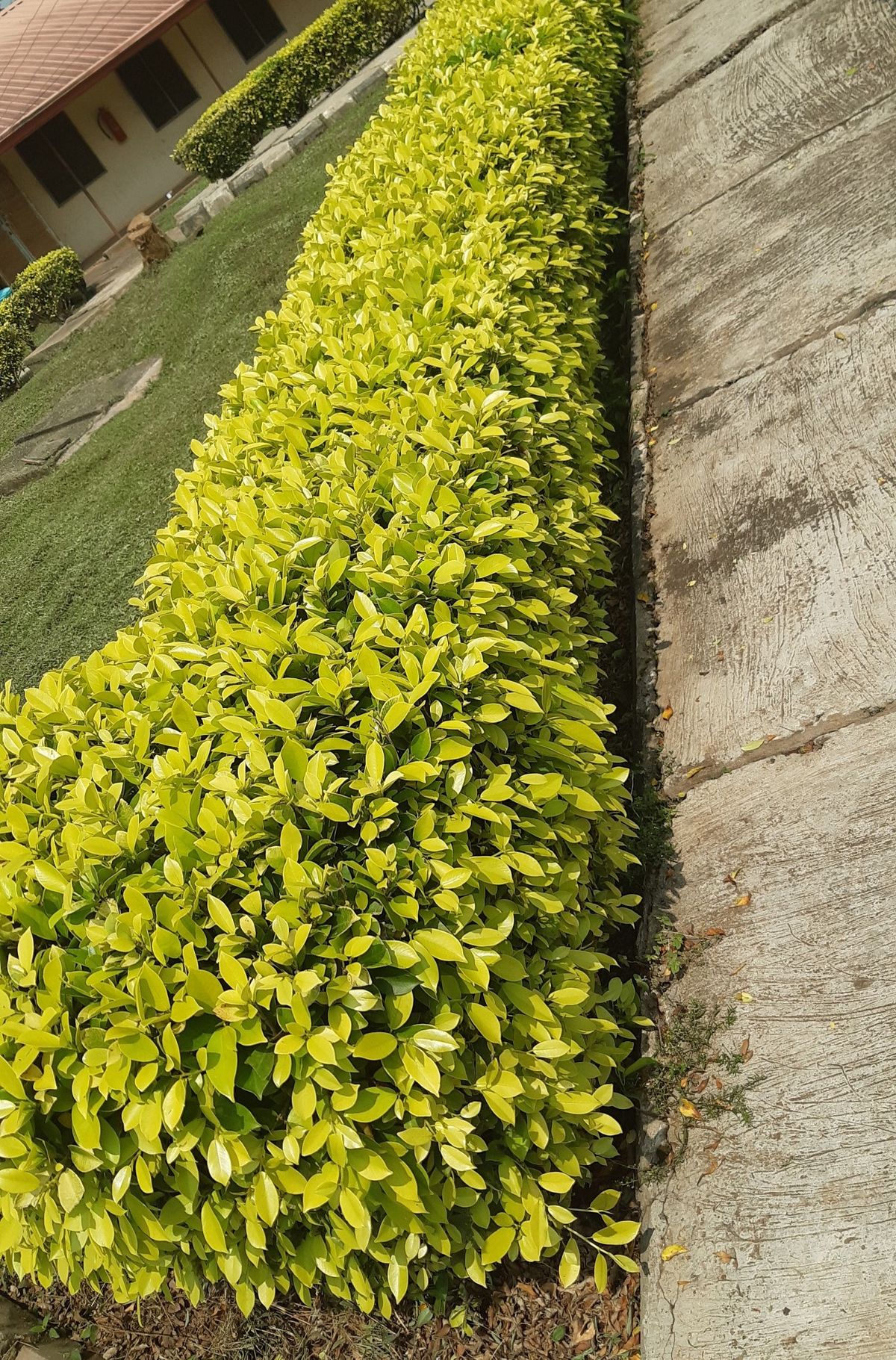 Garden Care — Adderley's Landscaping Maintenance